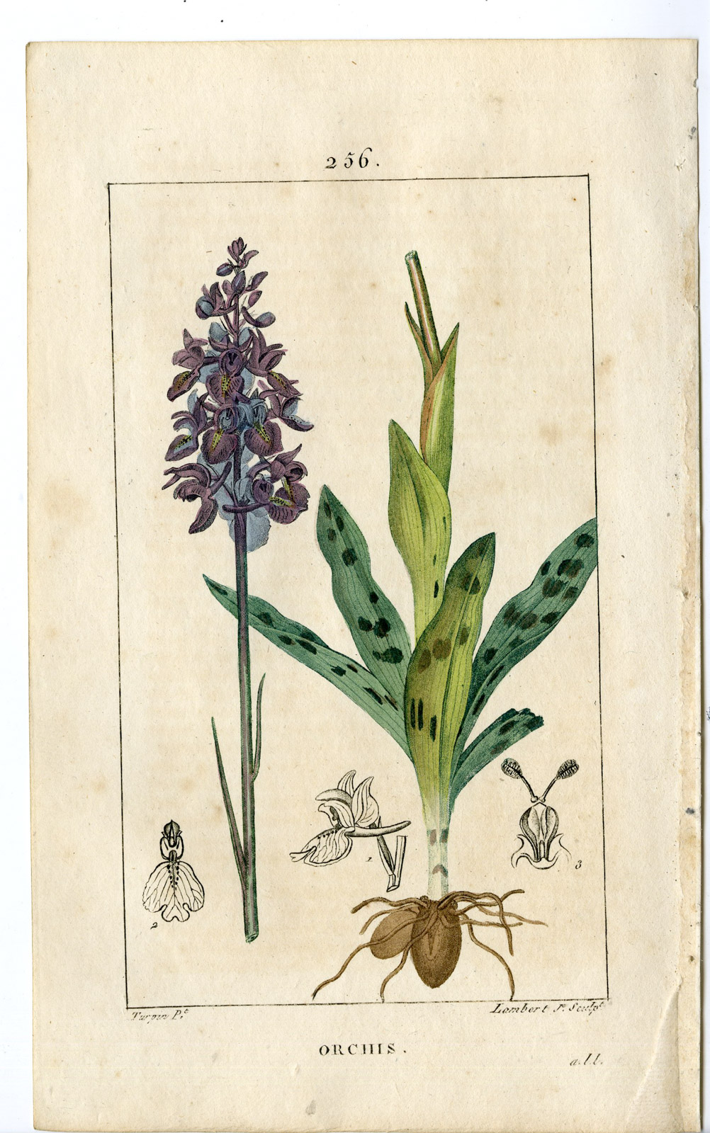 , Antique Print-PL.256-ORCHIS-MASCULA-MALE FOOL STONES-MALF-Turpin-Chaumeton-1814, Pictura Antique Prints