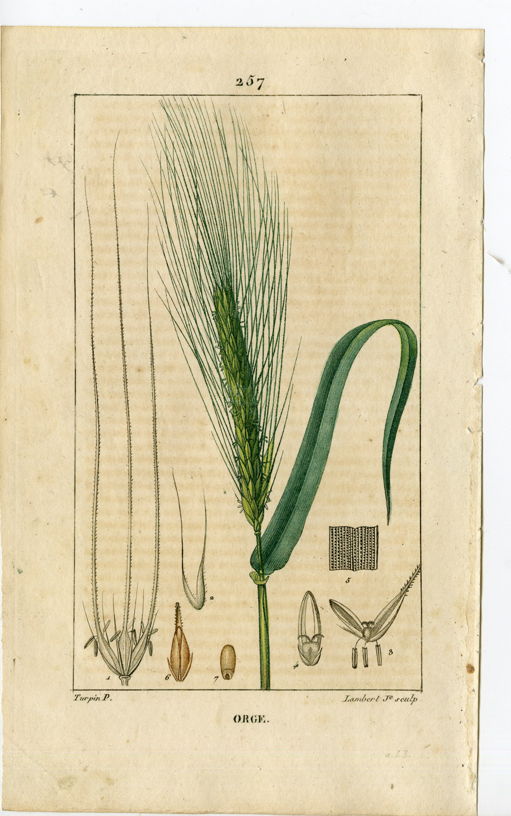 , Antique Print-PL.257-ORGE-HORDEUM VULGARE-BARLEY-Turpin-Chaumeton-1814, Pictura Antique Prints