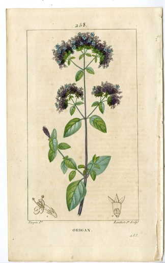Antique Print-PL.258-ORIGAN-ORIGANUM-ORIGANY-ORGANY-Turpin-Chaumeton-1814