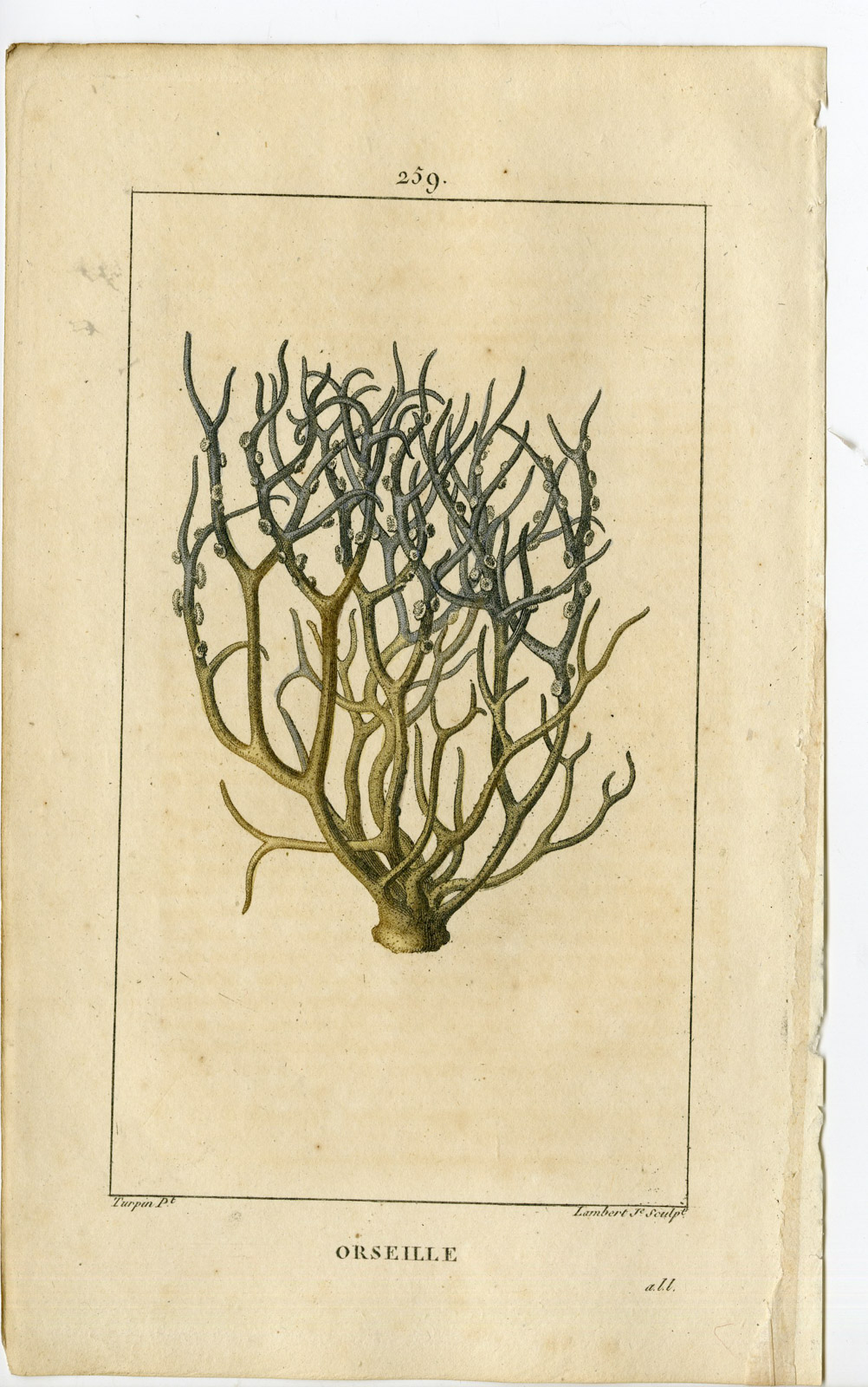 , Antique Print-PL.259-LICHEN ROCCELLA TINCTORIA-DYERS WEED-Turpin-Chaumeton-1814, Pictura Antique Prints
