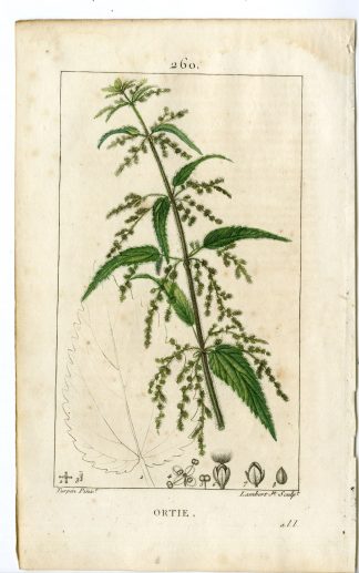Antique Print-PL.260-ORTIE-URTICA DIOICA-COMMON NETTLE-Turpin-Chaumeton-1814