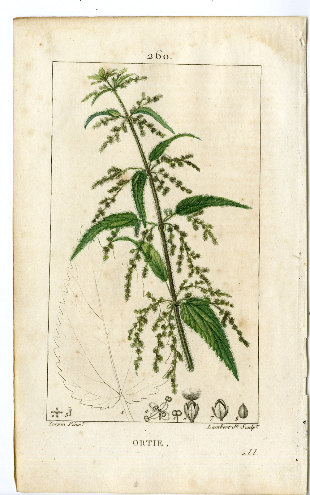 , Antique Print-PL.260-ORTIE-URTICA DIOICA-COMMON NETTLE-Turpin-Chaumeton-1814, Pictura Antique Prints