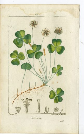 Antique Print-PL.261-OXALIDE-OXALIS ACETOSELLA-WOOD-SORREL-Turpin-Chaumeton-1814