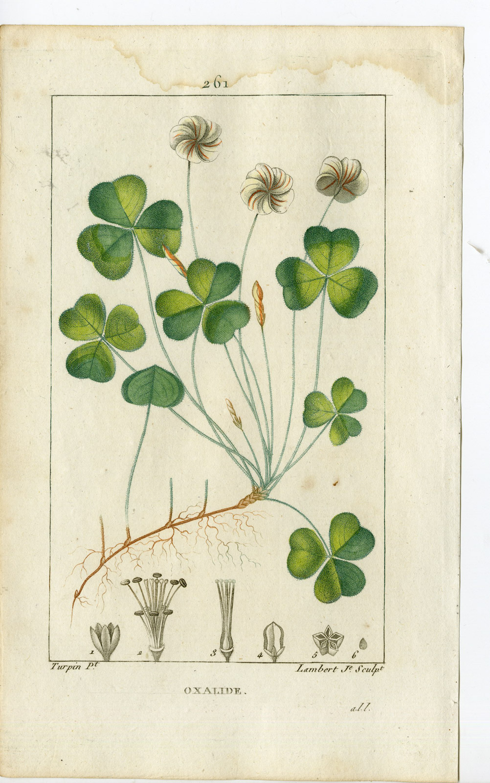 , Antique Print-PL.261-OXALIDE-OXALIS ACETOSELLA-WOOD-SORREL-Turpin-Chaumeton-1814, Pictura Antique Prints