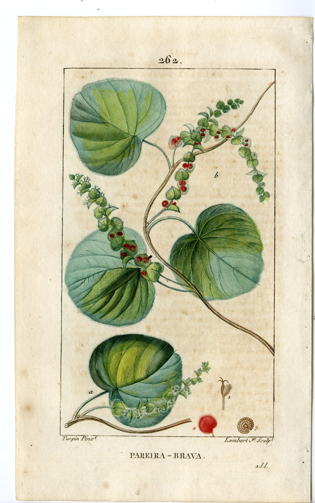 , Antique Print-PL.262-PAREIRA BRAVA-CISSAMPELOS-WILD VINE-Turpin-Chaumeton-1814, Pictura Antique Prints