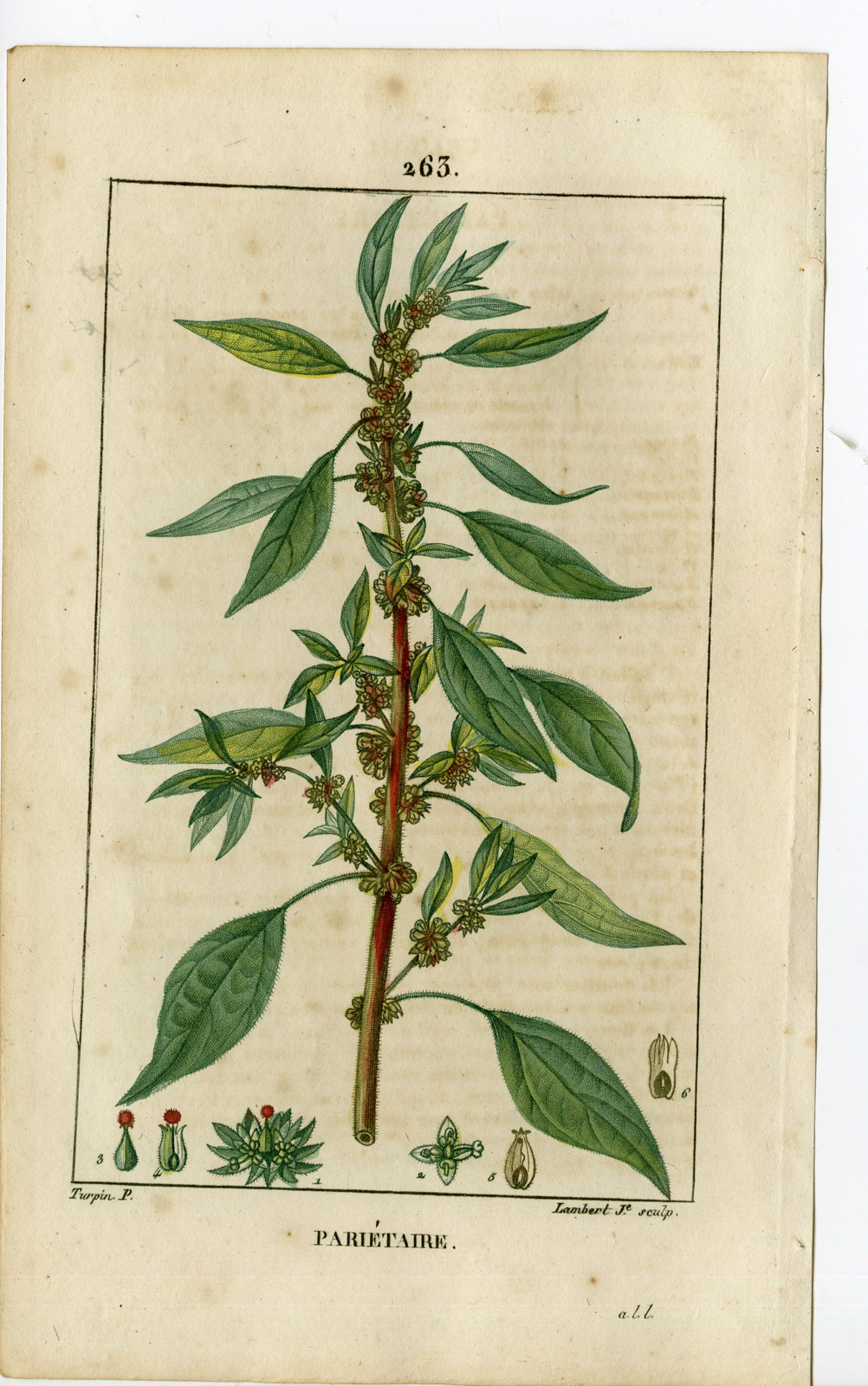 , Antique Print-PL.263-PARIETARIA OFFICINALIS-WALL PELLITORY-Turpin-Chaumeton-1814, Pictura Antique Prints