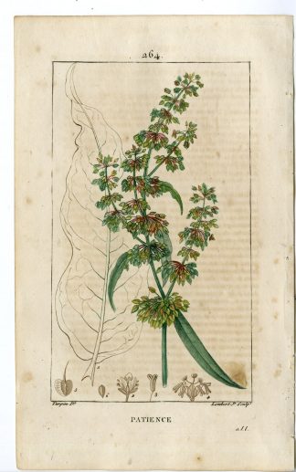 Antique Print-PL.264-PATIENCE-RUMEX PATIENTIA-PATIENCE DOCK-Turpin-Chaumeton-1814