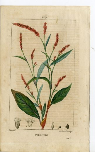 Antique Print-PL.267-POLYGONUM HYDROPIPER-WATER PEPPER-Turpin-Chaumeton-1814