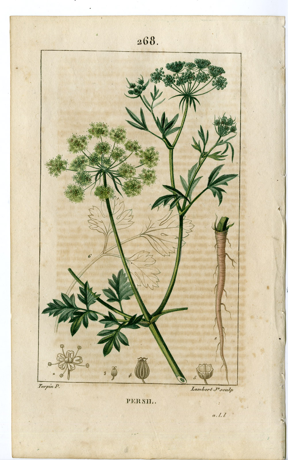 , Antique Print-PL.268-PERSIL-APIUM PETROSELINUM-PARSLEY-Turpin-Chaumeton-1814, Pictura Antique Prints