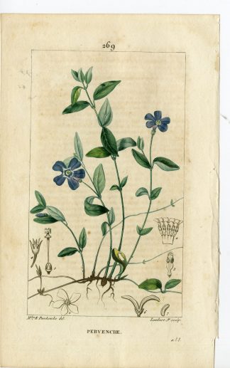 Antique Print-P.269-PERVENCHE-VINCA MINOR-SMALL PERIWINKLE-Turpin-Chaumeton-1814