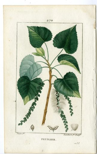Antique Print-PL.270-POPULUS NIGRA-BLACK POPPLAR TREE-Turpin-Chaumeton-1814