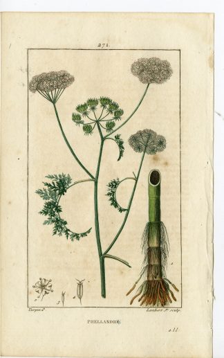 Antique Print-PL.271-PHELLANDRIUM-PINELEAVED WATER HEMLOCK-Turpin-Chaumeton-1814