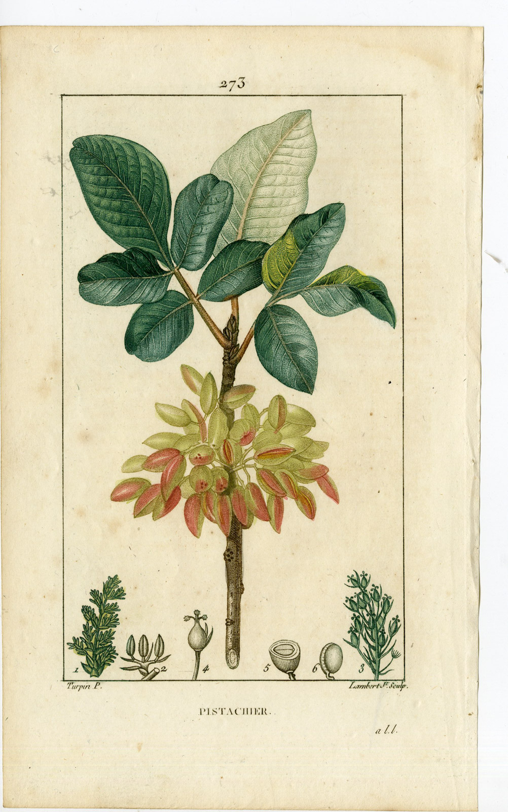 , Antique Print-PL.273-PISTACHIER-PISTACHIA-PISTACHIO TREE-Turpin-Chaumeton-1814, Pictura Antique Prints