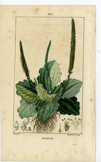 Antique Print-P.275-PLANTAIN-PLANTAGO MAJOR-GREAT PLANTAIN-Turpin-Chaumeton-1814