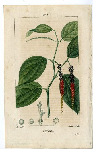 Antique Print-PL.276-POIVRE-PIPER NIRGUM-PEPPER-Turpin-Chaumeton-1814