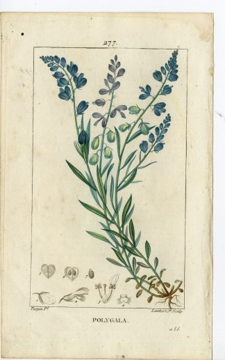 Antique Print-PL.277-POLYGALA-POLYGALA AMARA-MILK WORT-Turpin-Chaumeton-1814