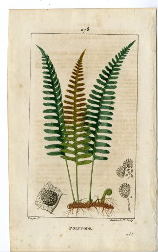 Antique Print-PL.278-POLYPODE-POLYPODIUM-COMMON POLYPODY-Turpin-Chaumeton-1814