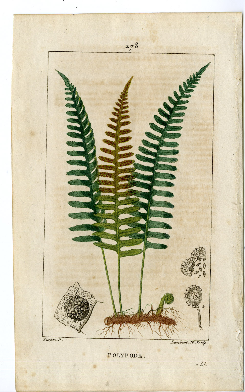 , Antique Print-PL.278-POLYPODE-POLYPODIUM-COMMON POLYPODY-Turpin-Chaumeton-1814, Pictura Antique Prints