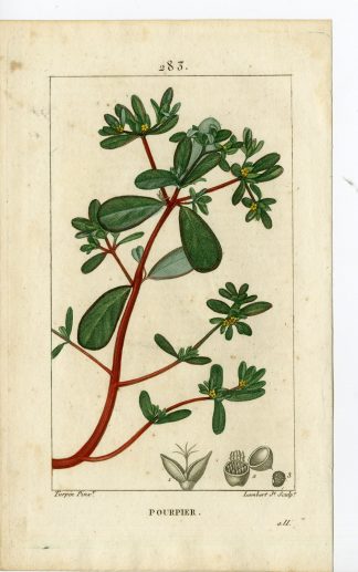 Antique Print-PL.283-POURPIER-PORTULACA OLERACRA-PURSLANE-Turpin-Chaumeton-1814