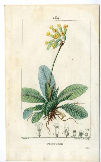 Antique Print-PL.284-PRIMEVERE-PRIMULA VERIS-PRIMROSE-Turpin-Chaumeton-1814