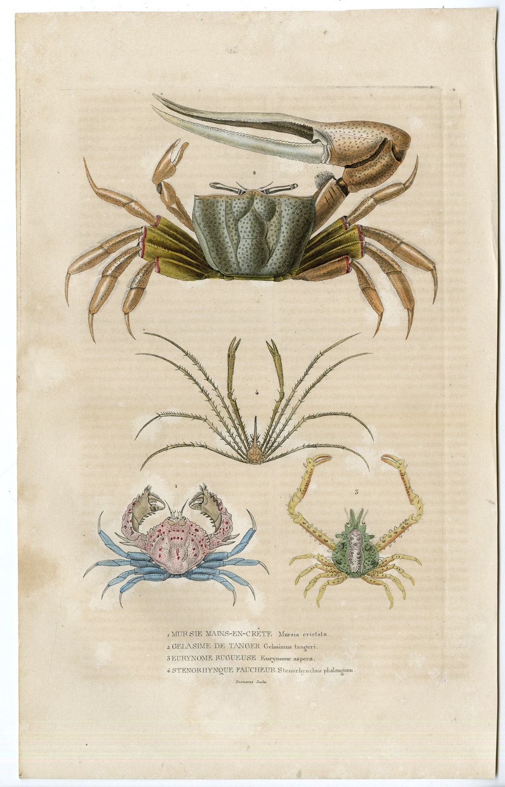 , Antique Print-SPIDER CRAB-MURSIA-Drapiez-1853, Pictura Antique Prints