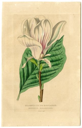 Antique Print-CHINESE MAGNOLIA-Drapiez-1853