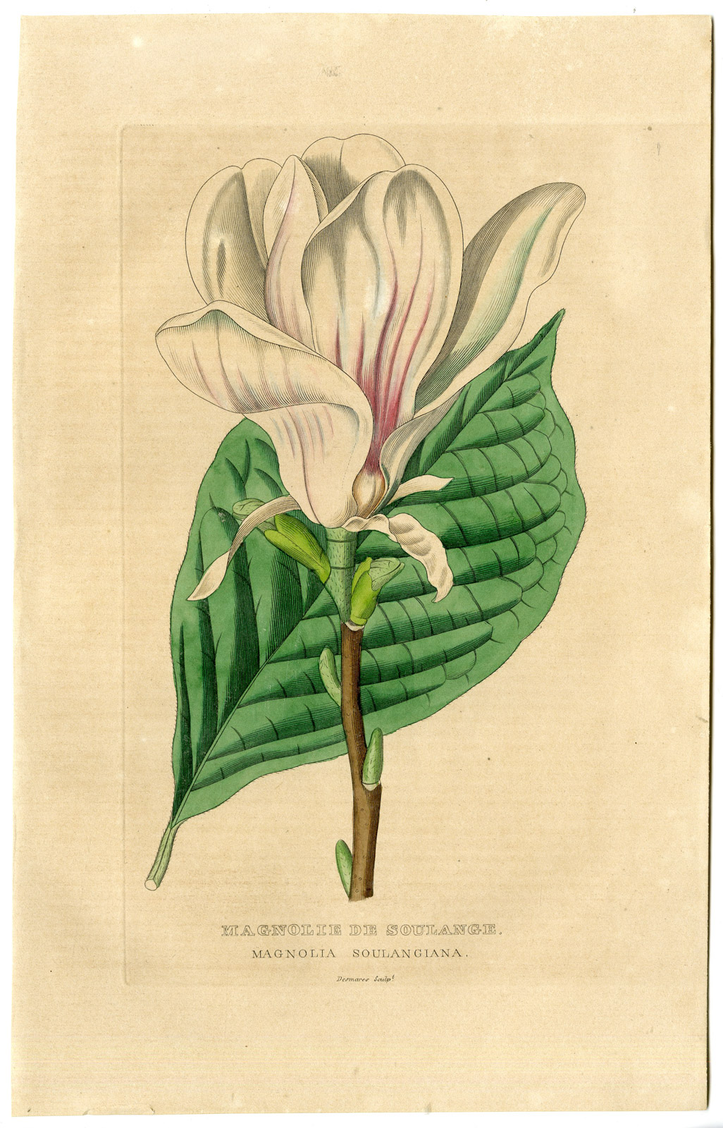 , Antique Print-CHINESE MAGNOLIA-Drapiez-1853, Pictura Antique Prints