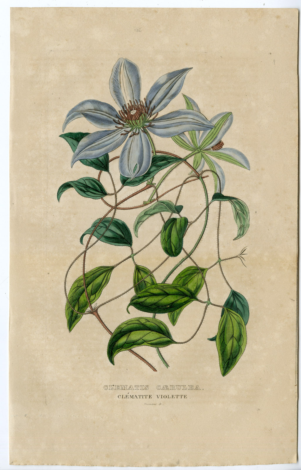 , Antique Print-CLEMATIS CARULEA-PURPLE-VIOLET-Drapiez-1853, Pictura Antique Prints