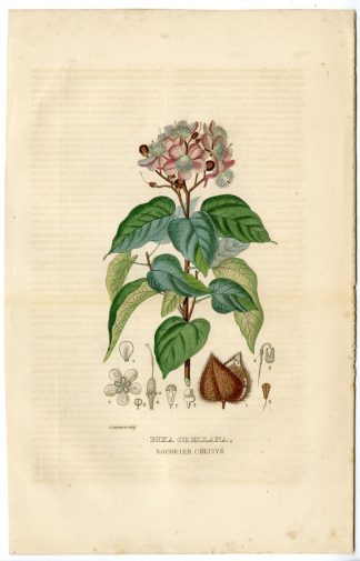 Antique Print-ACHIOTE-BIXA ORELLANA-Drapiez-1853