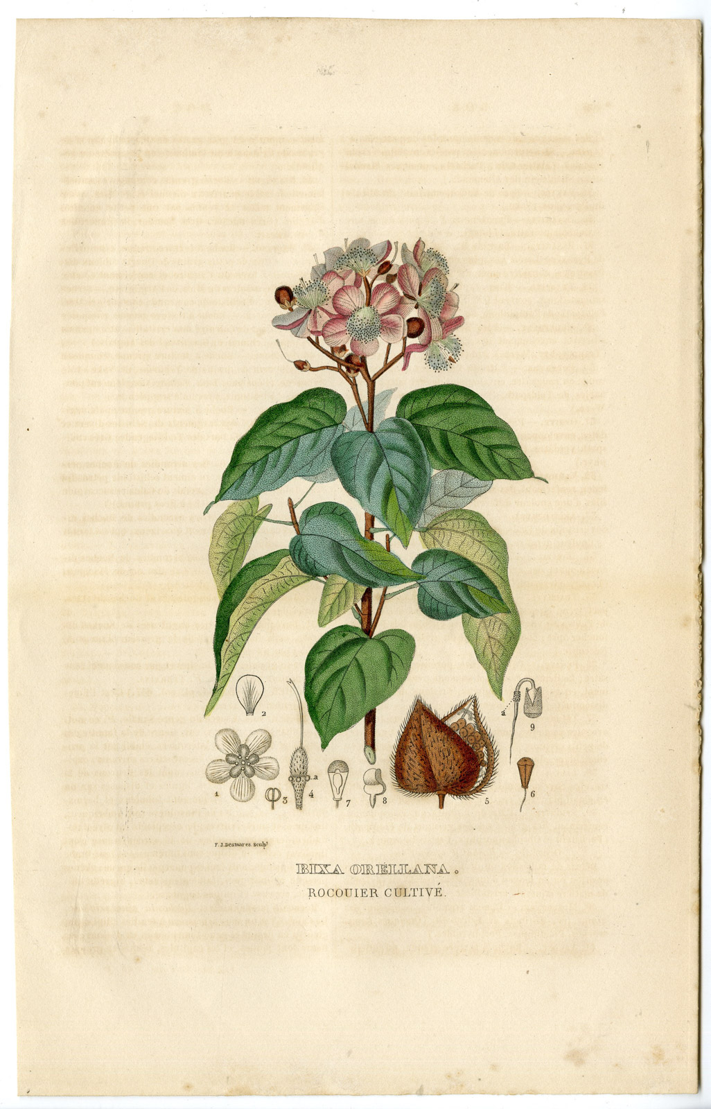 Pco 24618 416x649 Antique Print-ACHIOTE-BIXA ORELLANA-Drapiez-1853