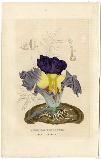 Antique Print-ARUM LILY-Drapiez-1853
