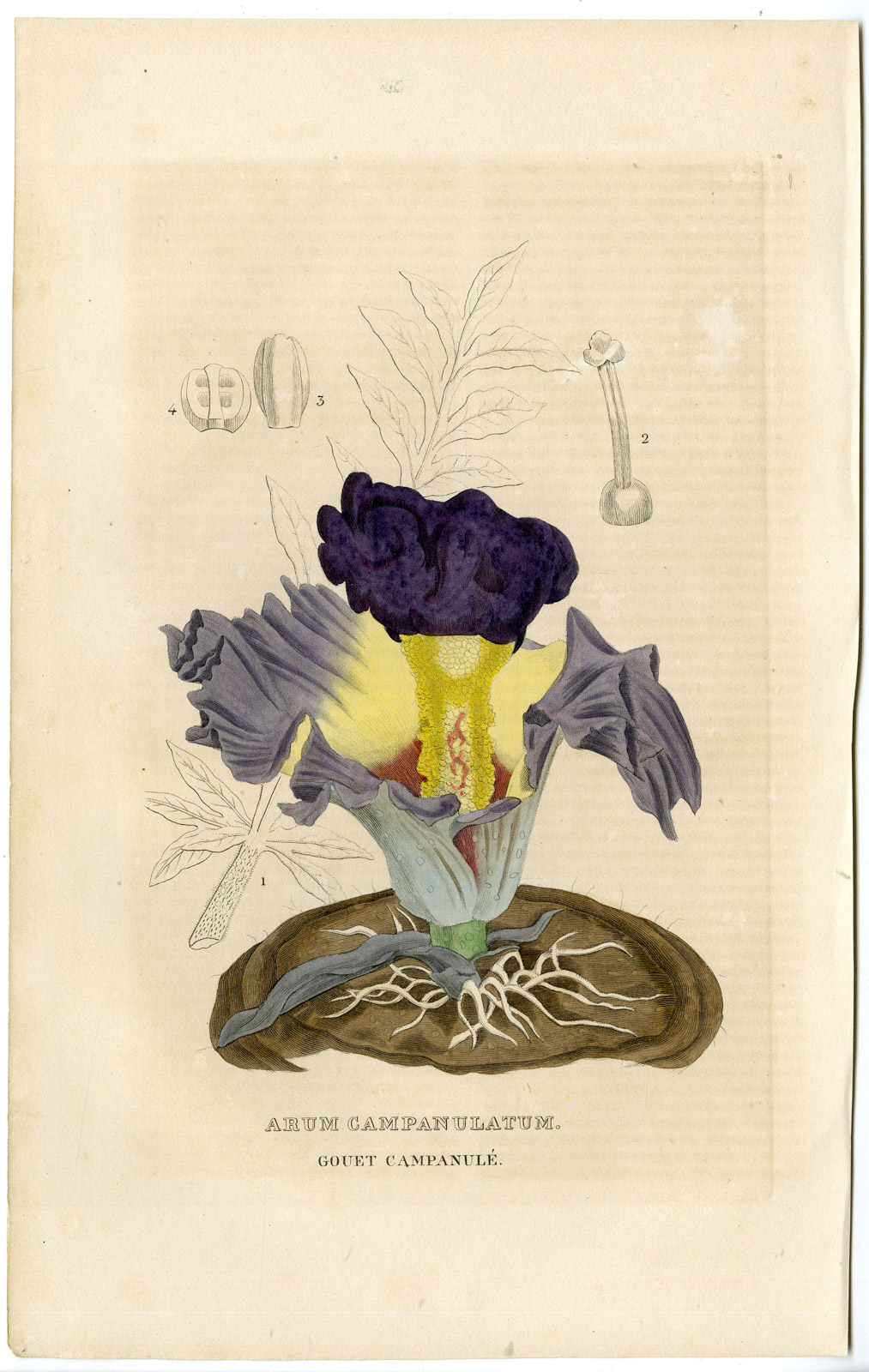 , Antique Print-ARUM LILY-Drapiez-1853, Pictura Antique Prints