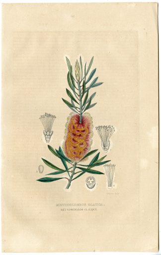 Antique Print-ALBANY BOTTLEBRUSH-MELALEUCA GLAUCA-Drapiez-1853