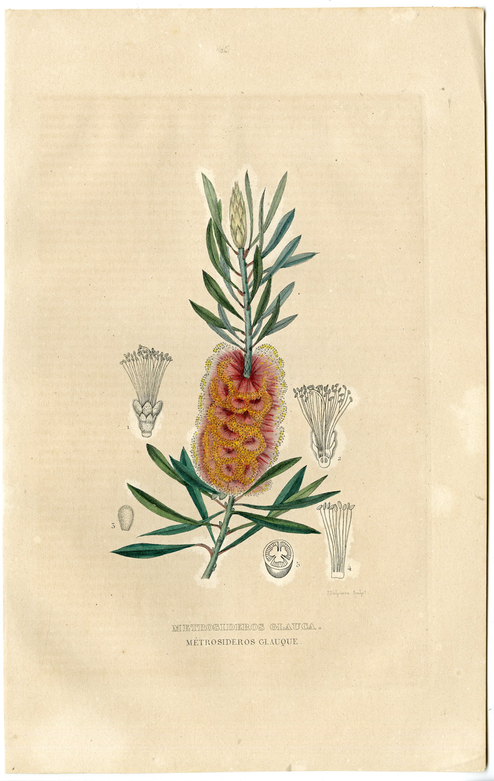 , Antique Print-ALBANY BOTTLEBRUSH-MELALEUCA GLAUCA-Drapiez-1853, Pictura Antique Prints