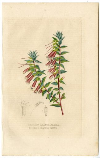 Antique Print-COMMON HEATH-EPACRIS-Drapiez-1853