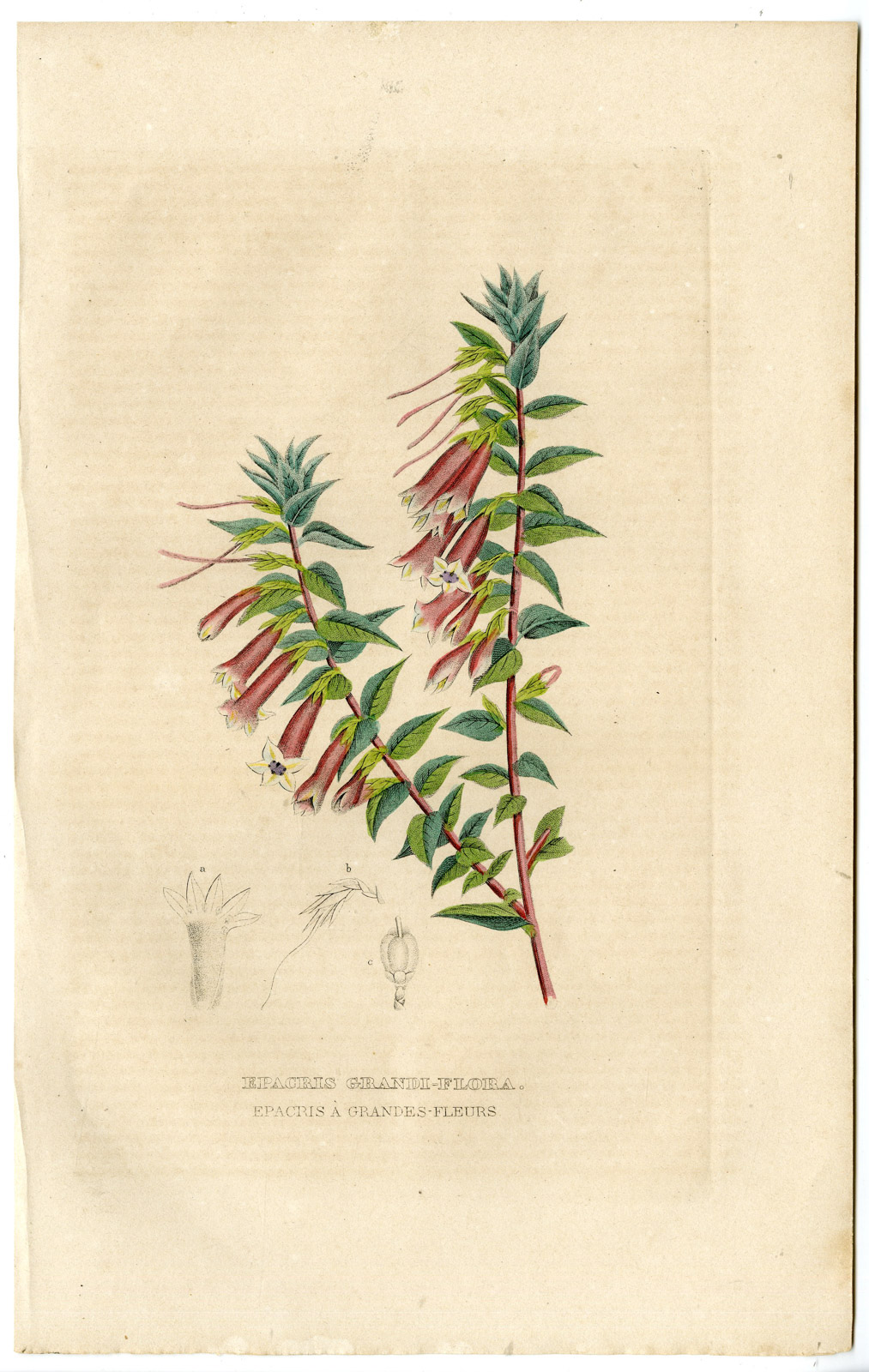 , Antique Print-COMMON HEATH-EPACRIS-Drapiez-1853, Pictura Antique Prints