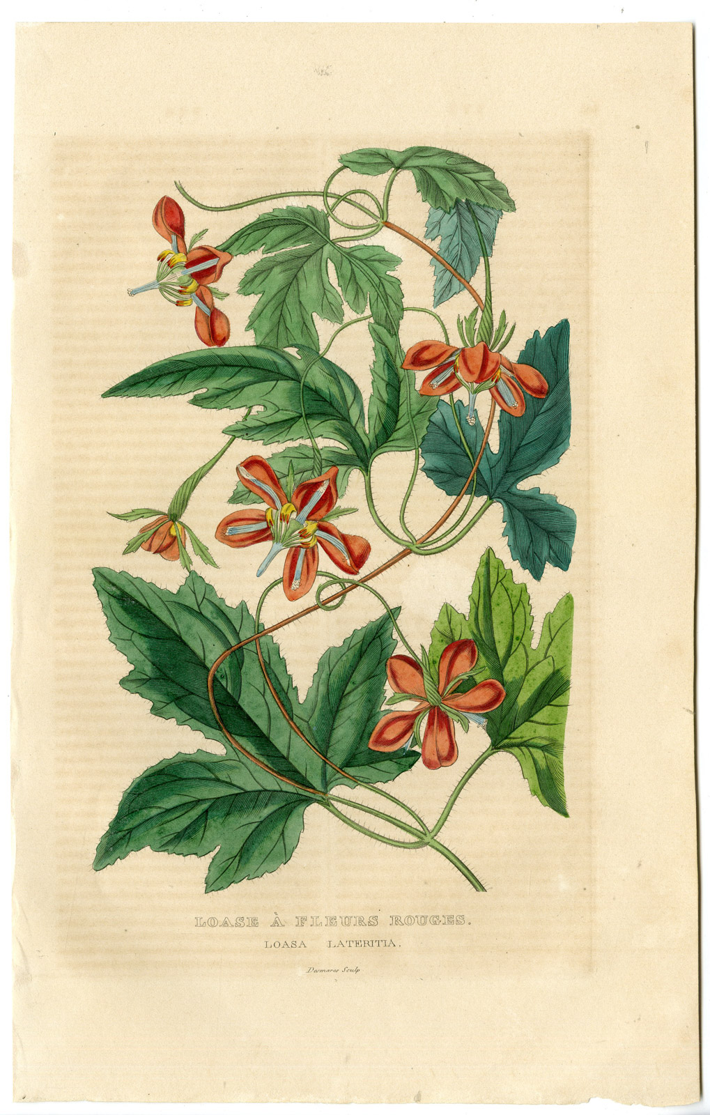 Pco 24623 416x653 Antique Print-RED LOASA-CHILI-Drapiez-1853