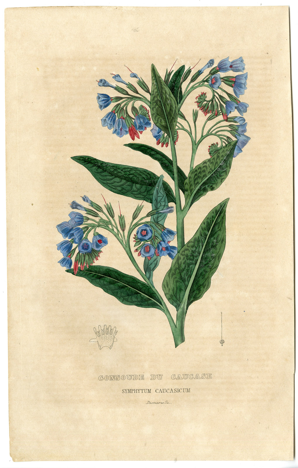 , Antique Print-CAUCASIAN COMFREY-BLUE-BEINWELL-Drapiez-1853, Pictura Antique Prints