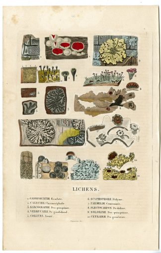 Antique Print-LICHENS-ALGAE-Drapiez-1853