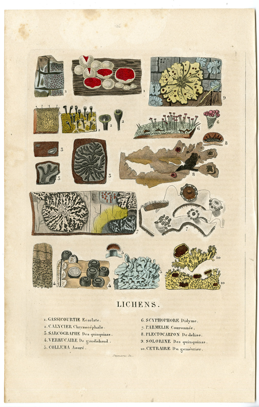 , Antique Print-LICHENS-ALGAE-Drapiez-1853, Pictura Antique Prints