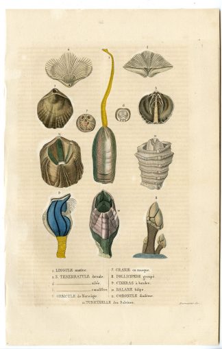 Antique Print-LINGULA-BRACHIOPODES-Drapiez-1853