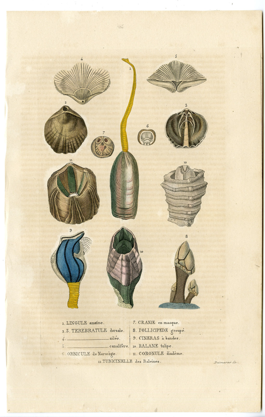 , Antique Print-LINGULA-BRACHIOPODES-Drapiez-1853, Pictura Antique Prints