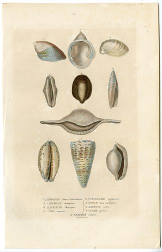 Antique Print-SHELL SPECIES-Drapiez-1853