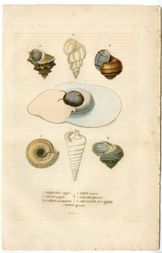 Antique Print-SHELL SPECIES-Drapiez-1853