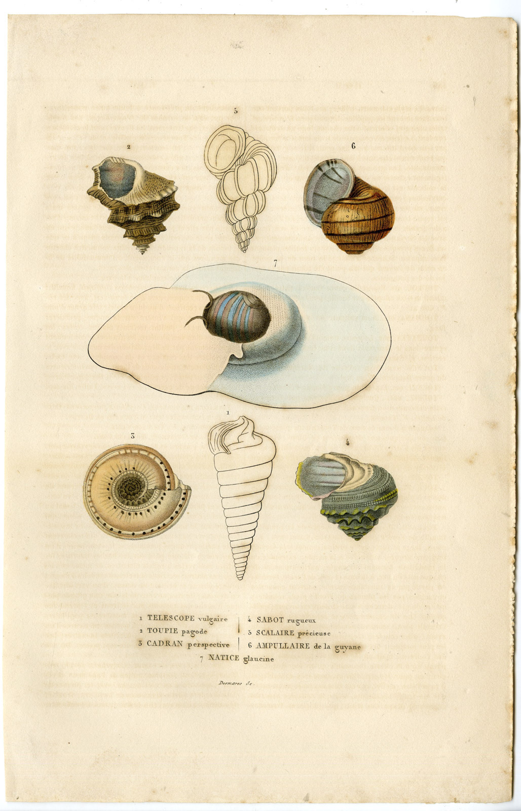 , Antique Print-SHELL SPECIES-Drapiez-1853, Pictura Antique Prints
