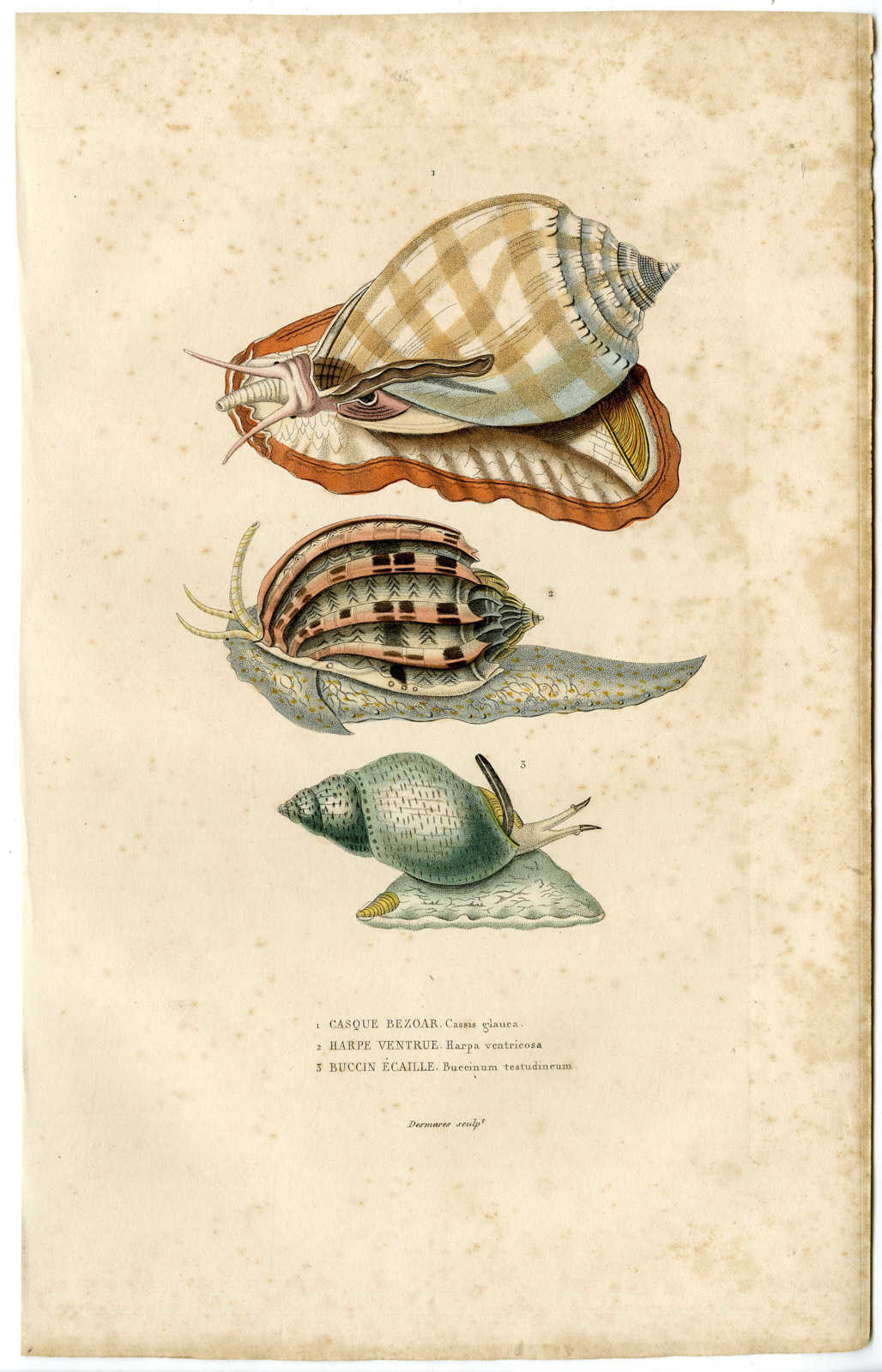 , Antique Print-SNAIL SPECIES-Drapiez-1853, Pictura Antique Prints
