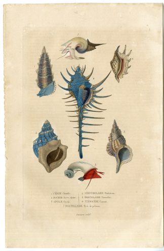 Antique Print-SHELL SPECIES-Drapiez-1853