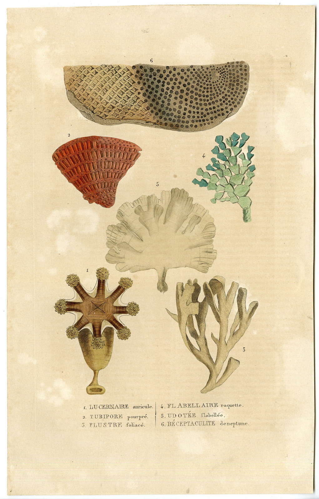 , Antique Print-CORAL-YELLYFISH SPECIES-Drapiez-1853, Pictura Antique Prints