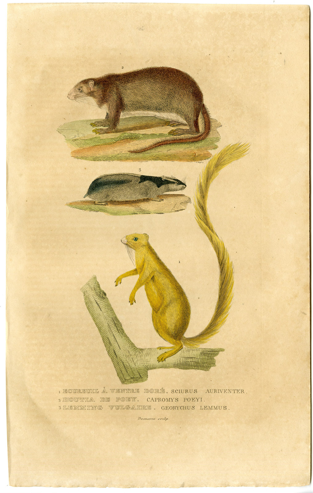 Antique Print-SQUIRREL-CAPROMYS-LEMMING-Drapiez-1853