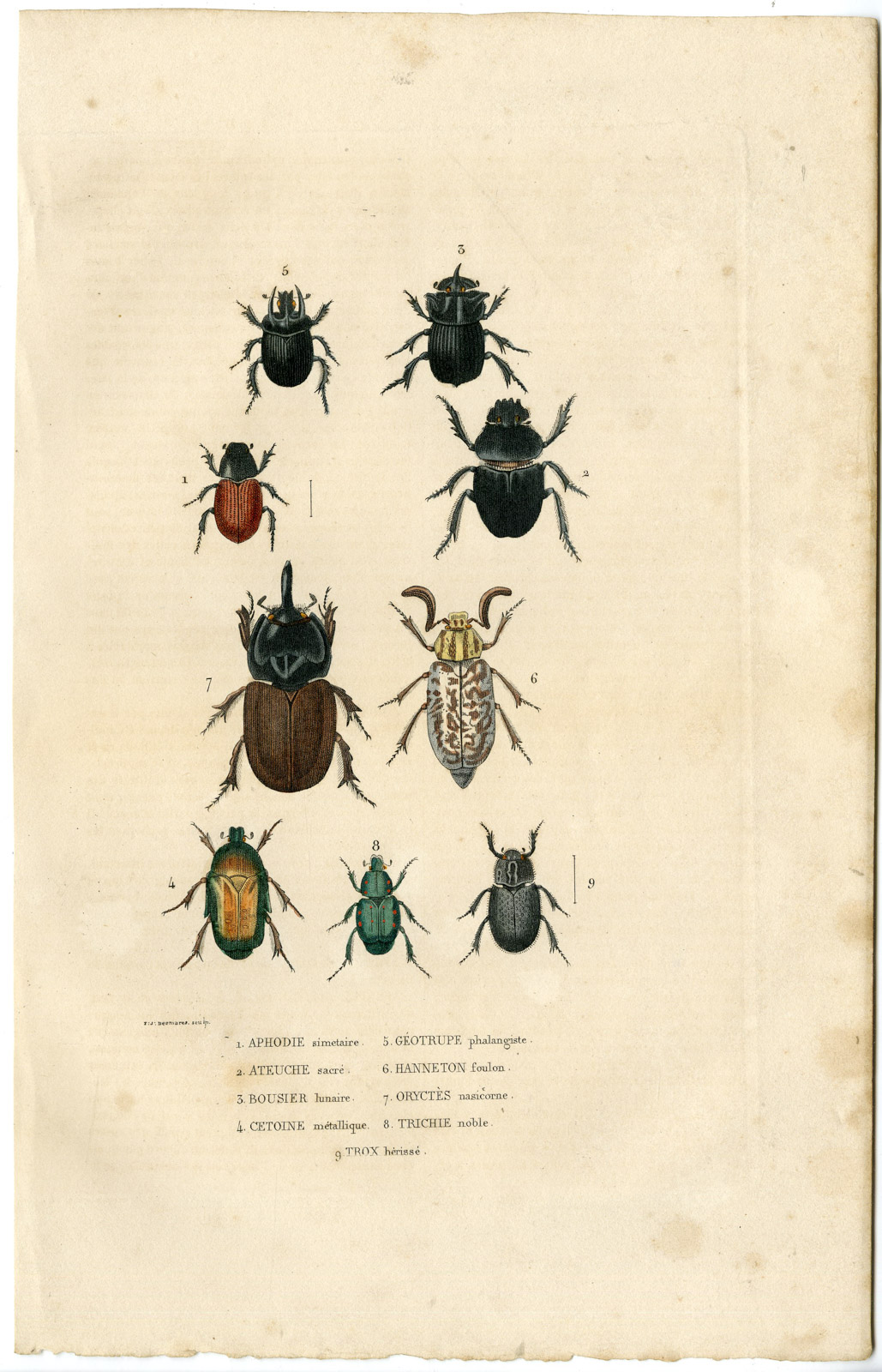 , Antique Print-DUNG BEETLE-CHAFER-Drapiez-1853, Pictura Antique Prints